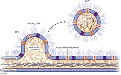 Frontiers Outer Membrane Vesicles A Bacterial Derived Vaccination System